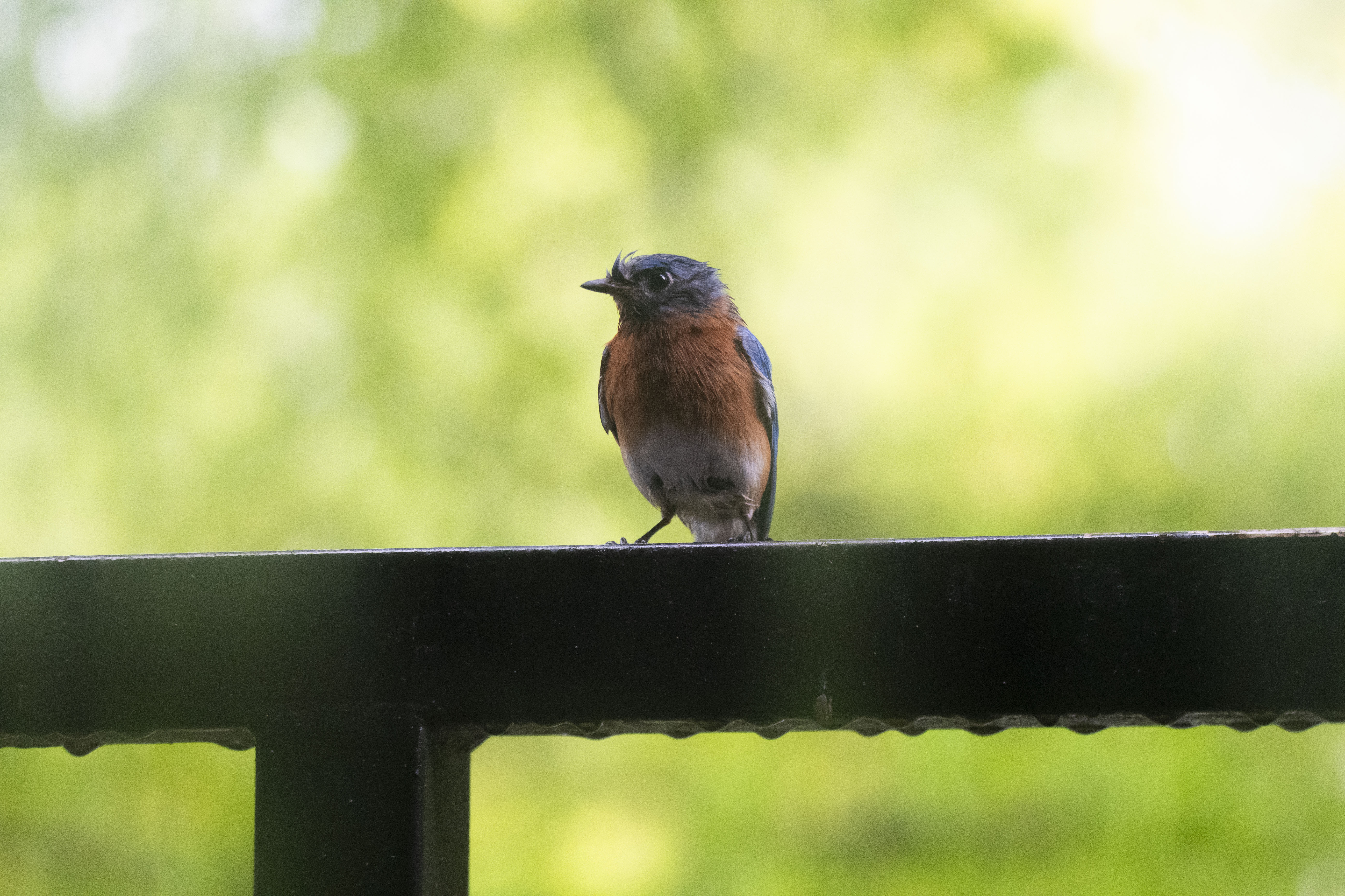 Capturing Balcony Birds: A Close-Up Experience
