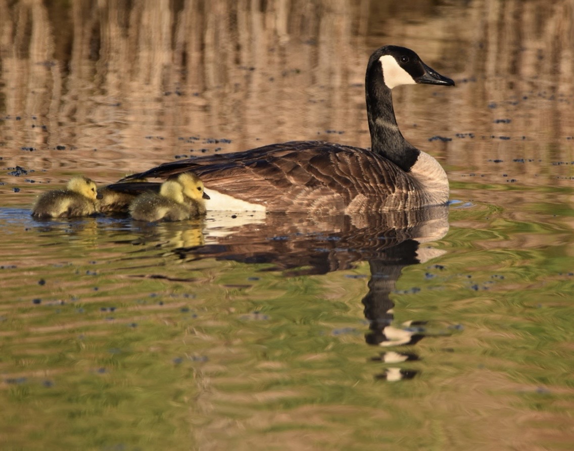 HOAs are Killing Birds #CALLTOACTION